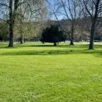 Ein Foto einer grünen Wiese in einem Park. Im Hintergrund sind einige Bäume zu sehen.